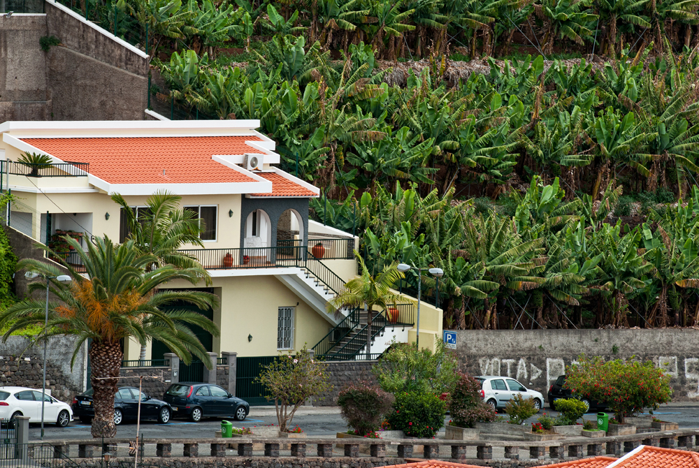333_Madera_Camara de Lobos.jpg